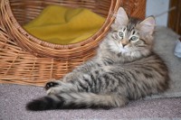 /album/fotogalerie-kotata/dsc-0017-2-jpg/